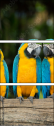 56795972