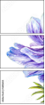 56816653