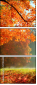 57194440