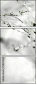 58535251