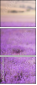 58710194