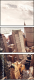 58715118