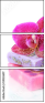 59033697