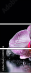 60313286