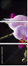 60355585
