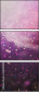 60483140