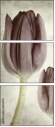 60858955