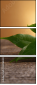 62168381