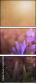 62325008