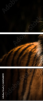 63858890