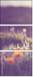 64321096