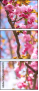 64342278