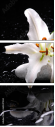 64347544
