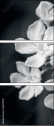 64479255