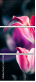 64764645