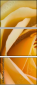 64954045