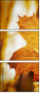 66989908