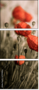 67999956