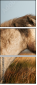 68105257