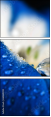 68169392