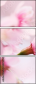 68352749