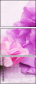 68847912