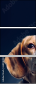 68940427