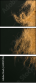 69137496