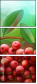69445172