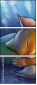 69445331