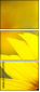 70553705