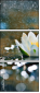 72576012