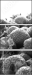 73096303