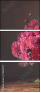 74628777