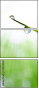 74834068