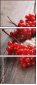 75562705