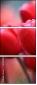 76096373