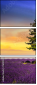 76125130