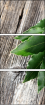 77818715