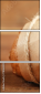 78463592