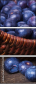 79175349