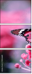 95266681