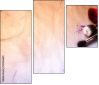 145026645