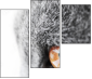 41365560