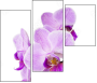 50610337