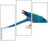 51755267