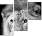 55206469