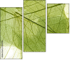 58647115