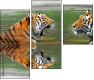 59476374