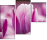 59655482